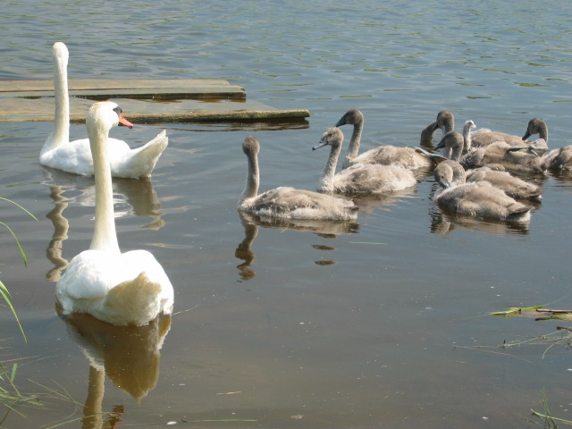 Izborsk. Swans in the Lake