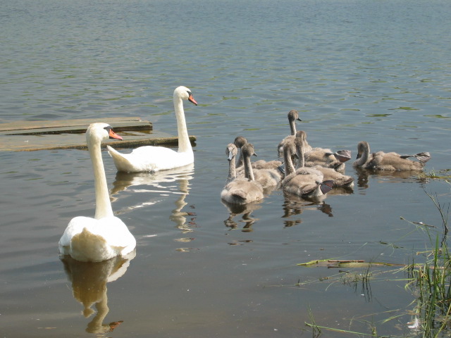Izborsk. Swans in the Lake